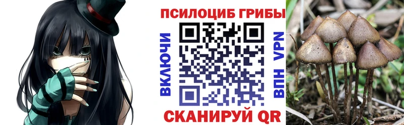 хочу   Фокино  Галлюциногенные грибы Psilocybine cubensis 